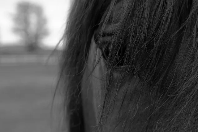 Crossroads Ranch: horsemanship, Mustang training, and Boots & Hooves