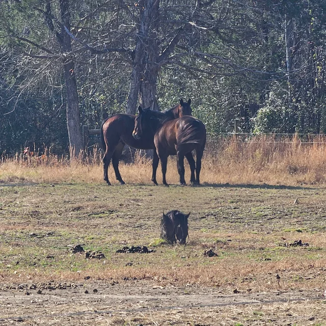 Crossroads Ranch: horsemanship, Mustang training, and Boots & Hooves