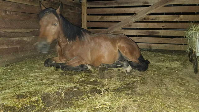 Crossroads Ranch: horsemanship, Mustang training, and Boots & Hooves