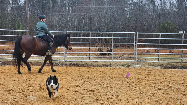 Crossroads Ranch: horsemanship, Mustang training, and Boots & Hooves