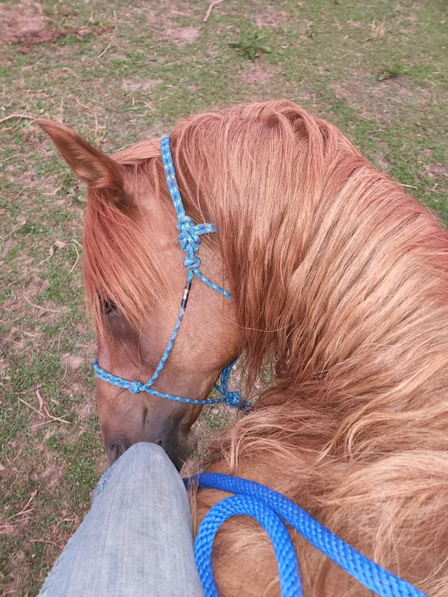Crossroads Ranch: horsemanship, Mustang training, and Boots & Hooves