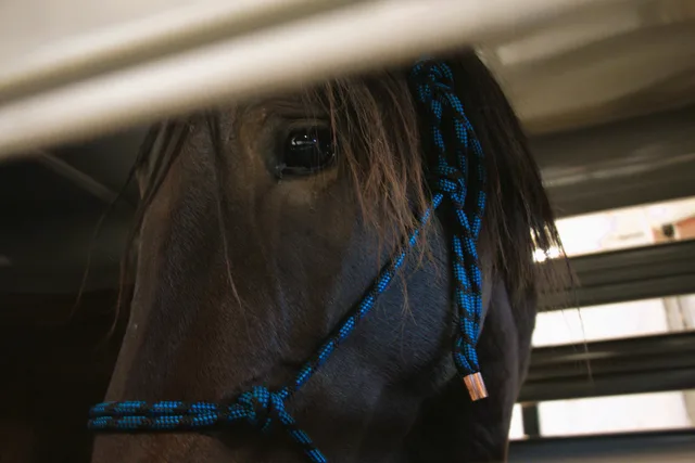 Crossroads Ranch: horsemanship, Mustang training, and Boots & Hooves