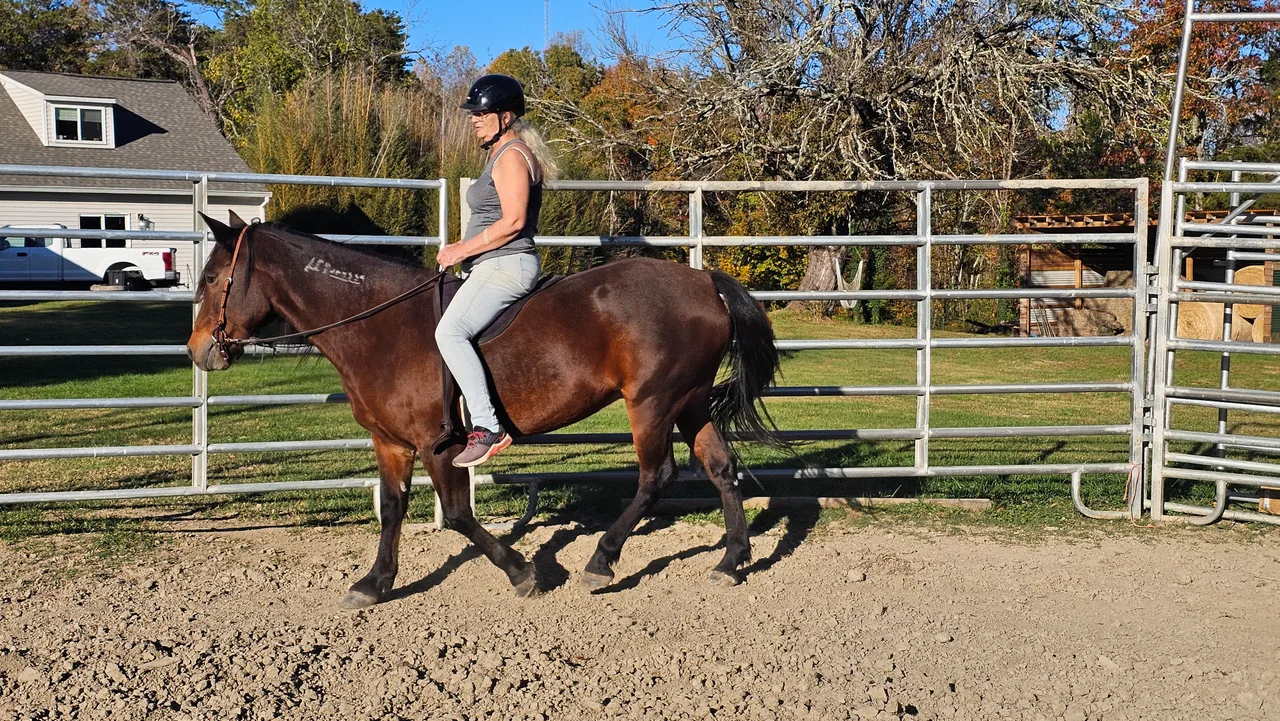 Horseback riding lessons in progress