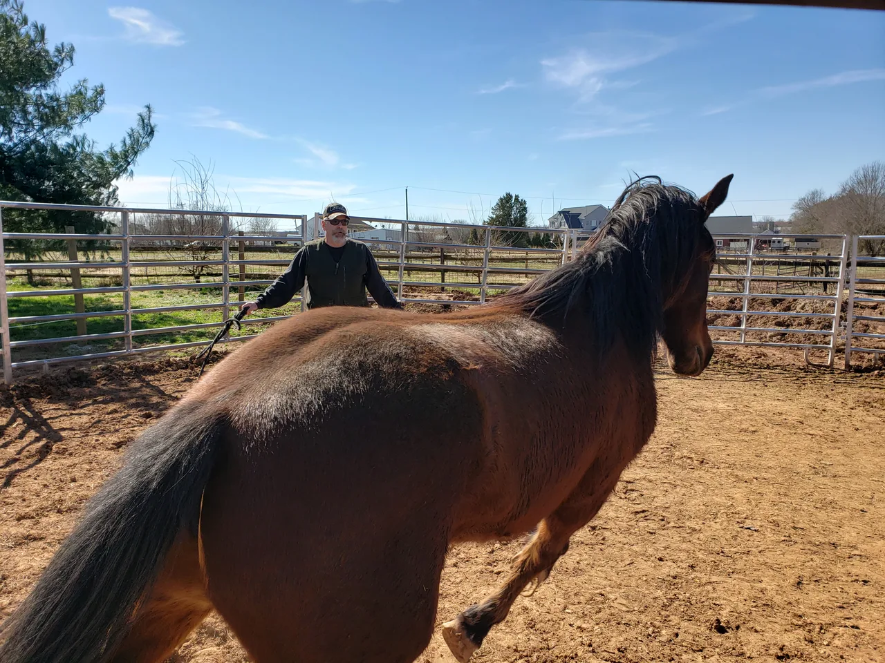 Mustang training at Crossroads Ranch